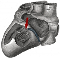 Illustration from Gray's Anatomy showing location of bicuspid valve, another name for mitral valve. an image is here