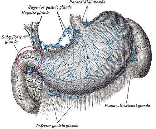 The stomach showing location of pylorus (red circle). an image is here